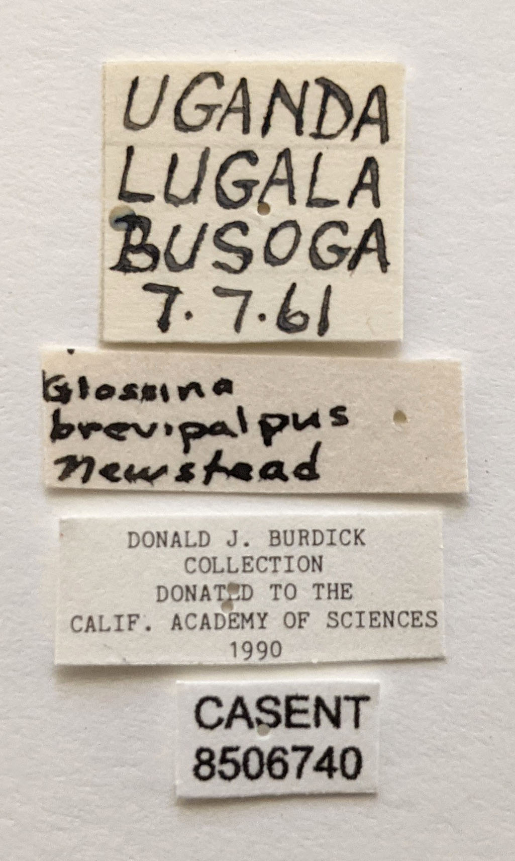 Glossina brevipalpis image