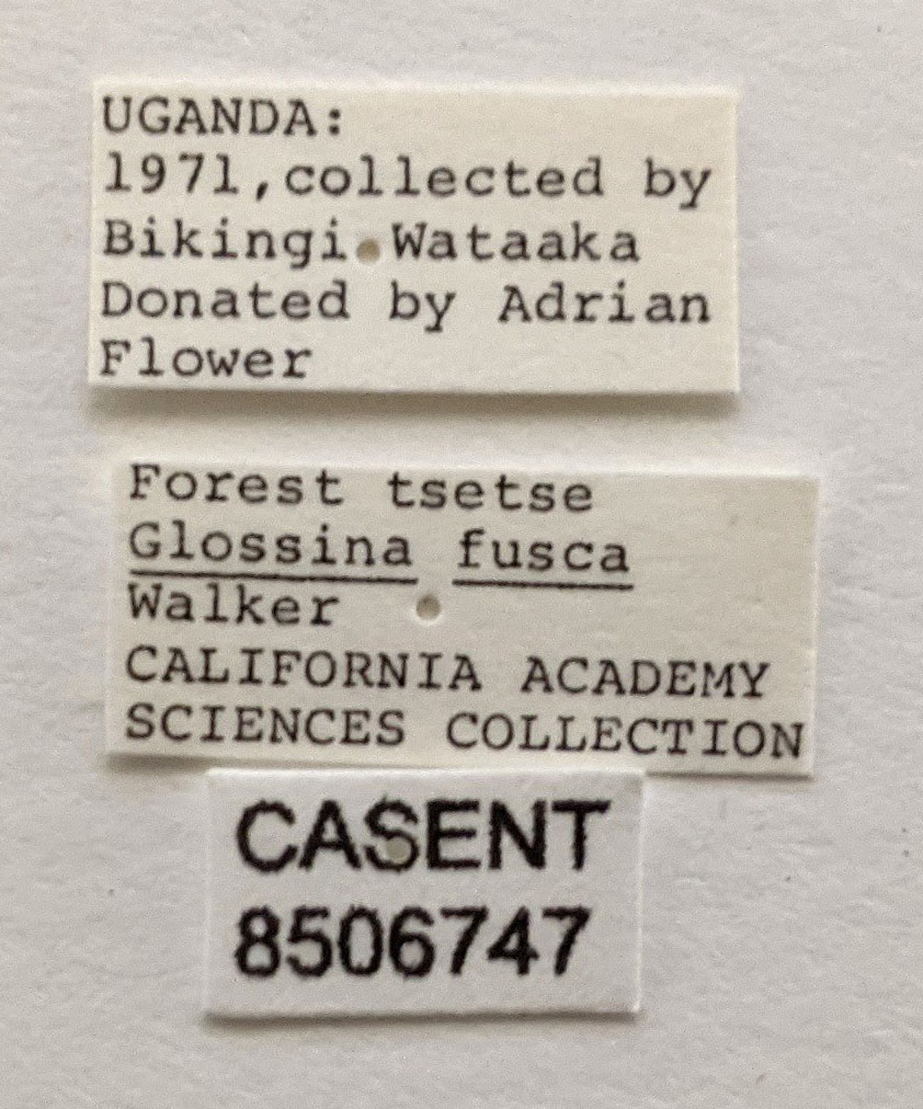 Glossina fusca image