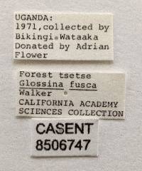 Glossina fusca image