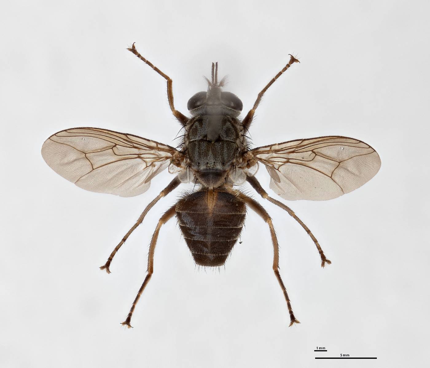Glossina fuscipes image