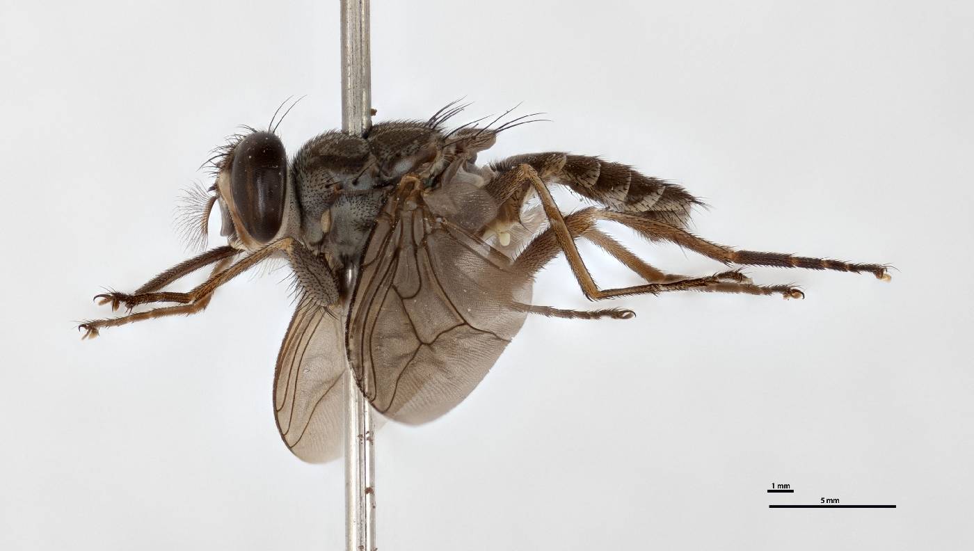 Glossina fuscipes image