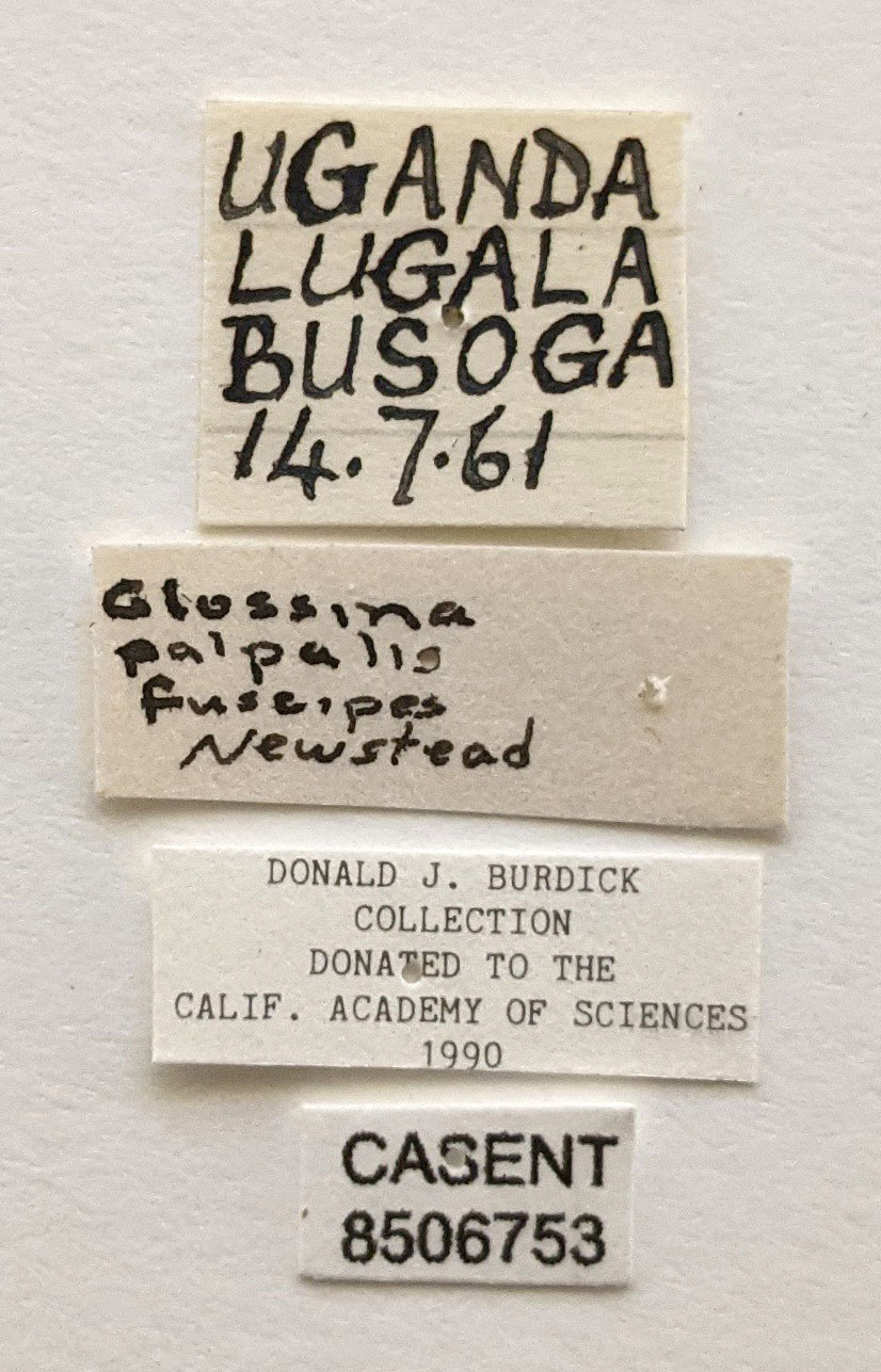 Glossina fuscipes image