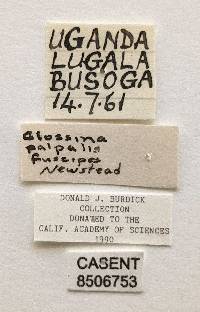 Glossina fuscipes image