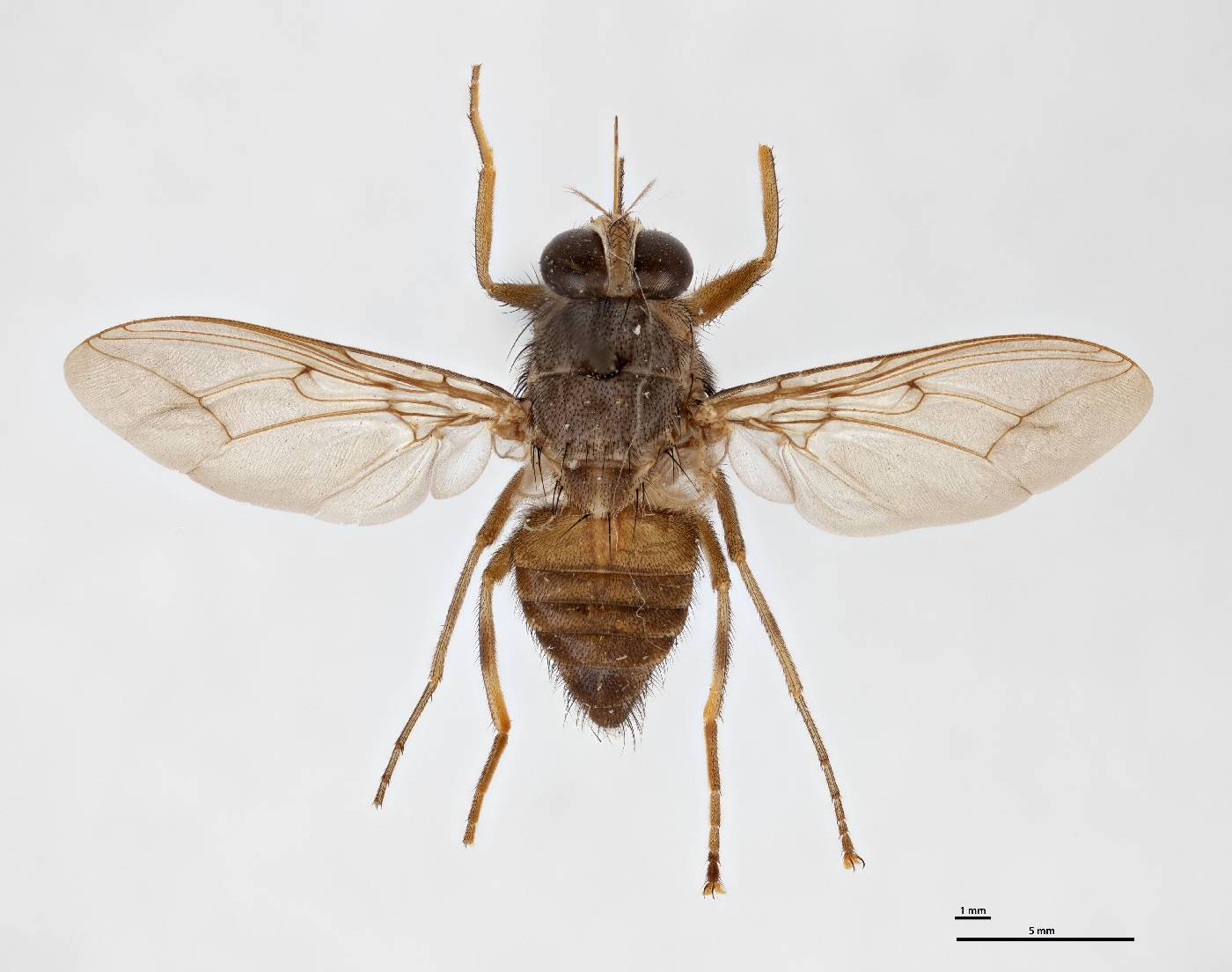 Glossina fuscipleuris image