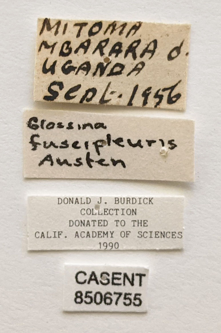 Glossina fuscipleuris image