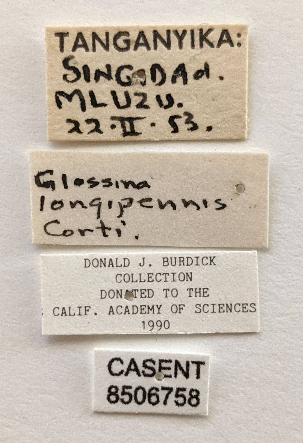 Glossina longipennis image