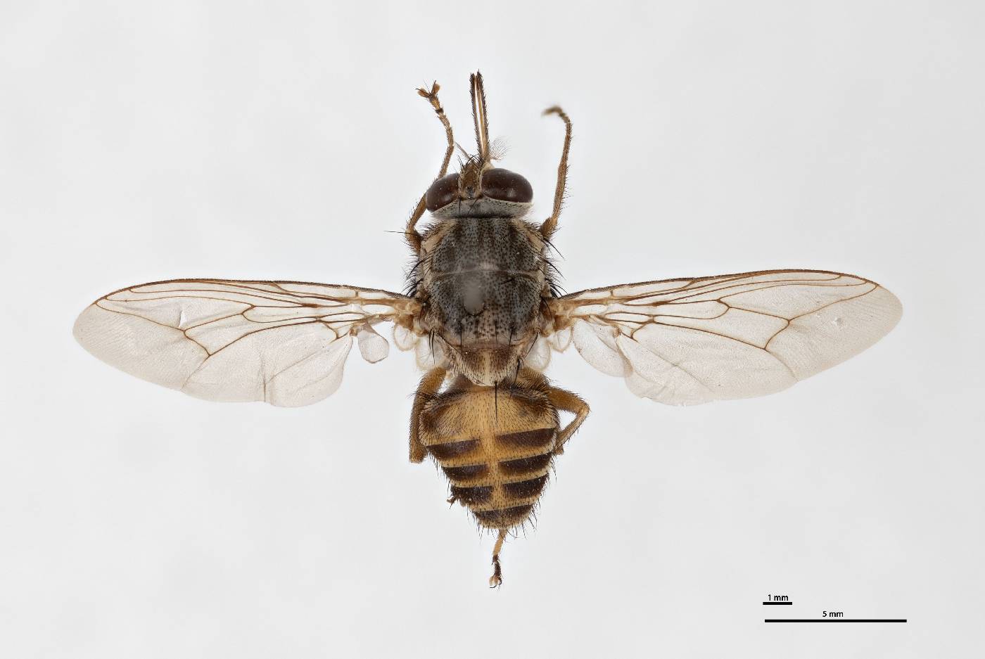 Glossina mortisans mortisans image