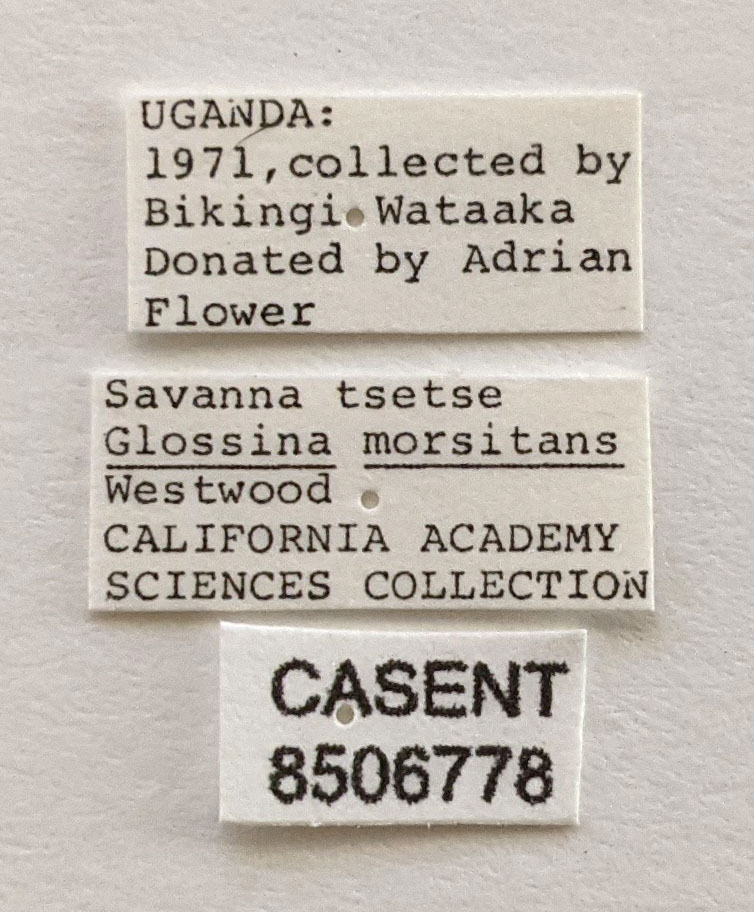 Glossina mortisans mortisans image