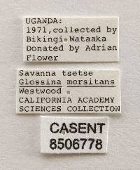 Glossina mortisans image