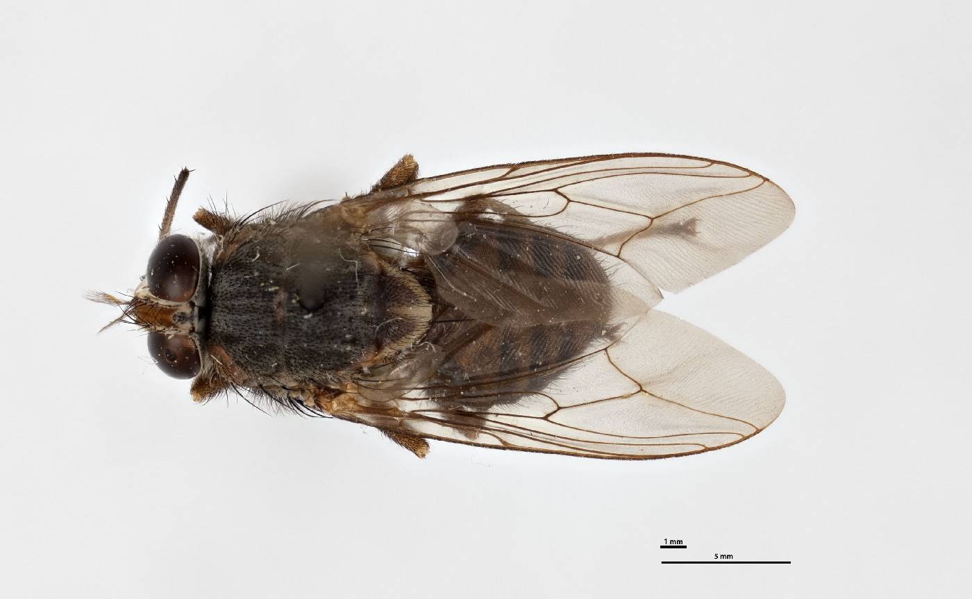 Glossina mortisans image