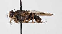 Glossina mortisans image