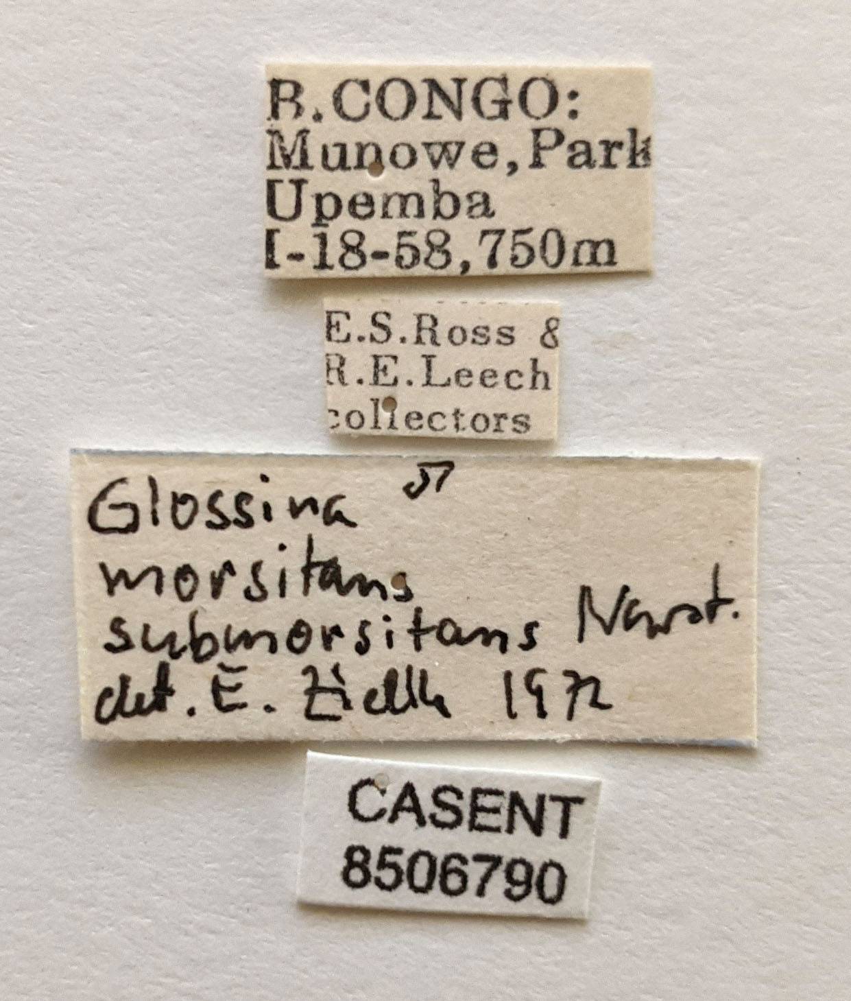 Glossina mortisans submortisans image