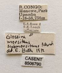 Glossina mortisans submortisans image