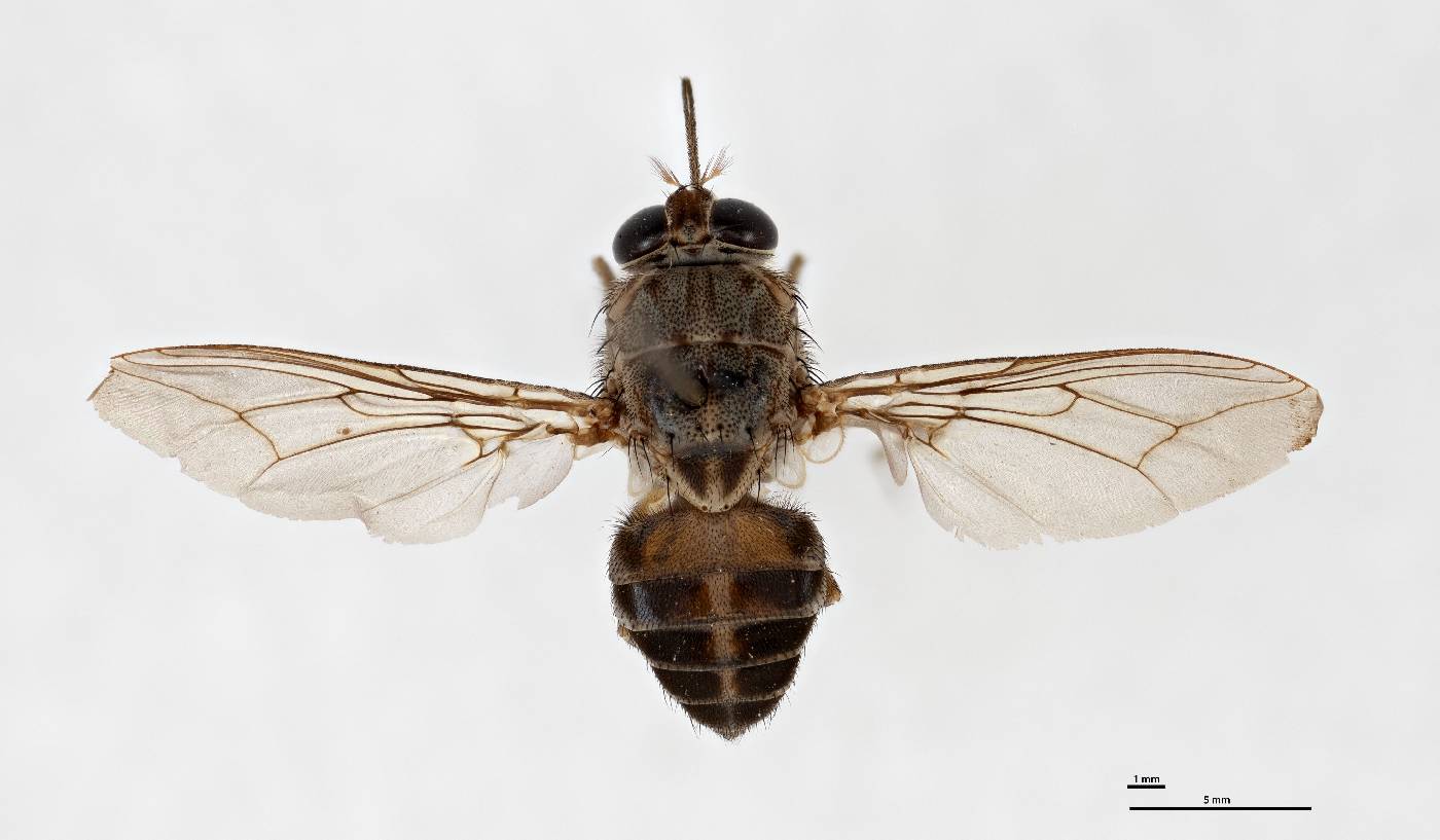 Glossina pallidipes image