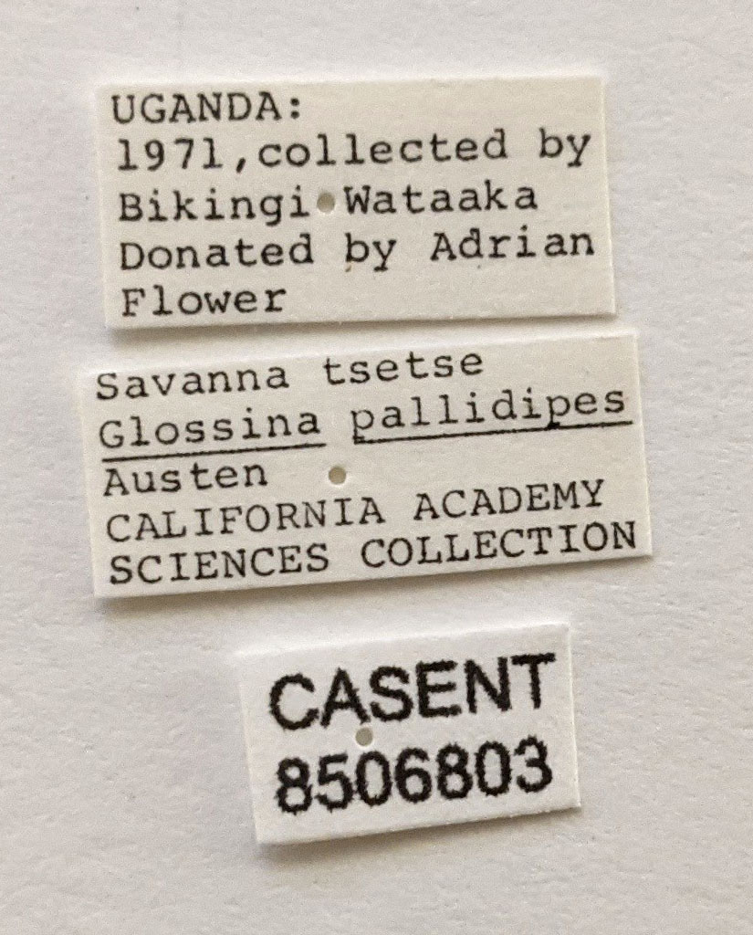 Glossina pallidipes image