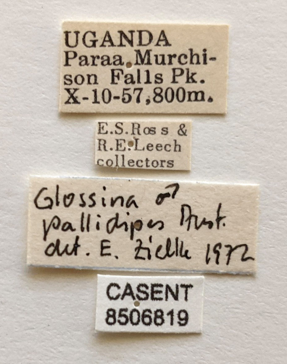 Glossina pallidipes image