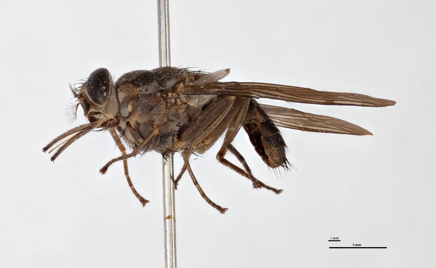 Glossina palpalis image