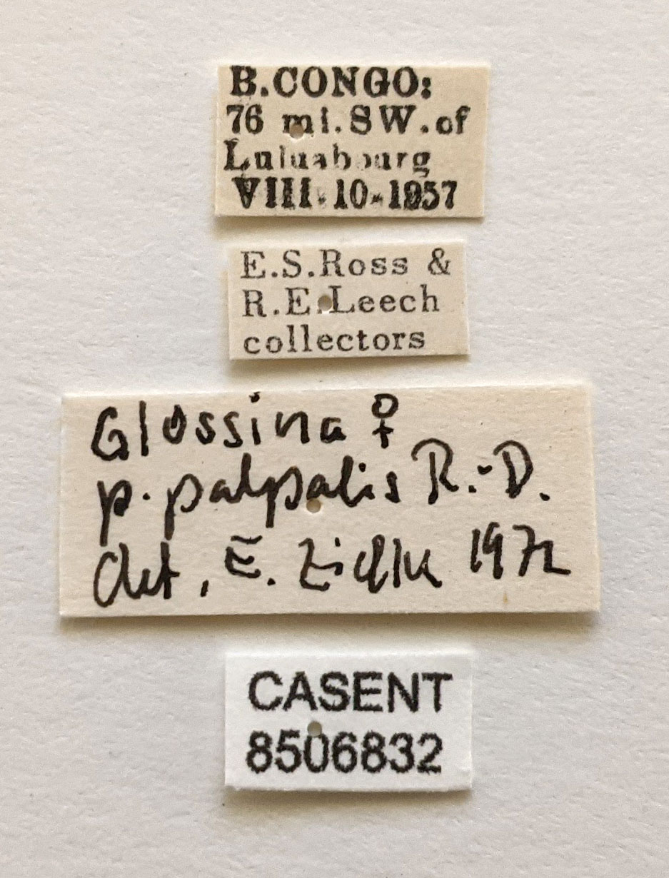 Glossina palpalis image