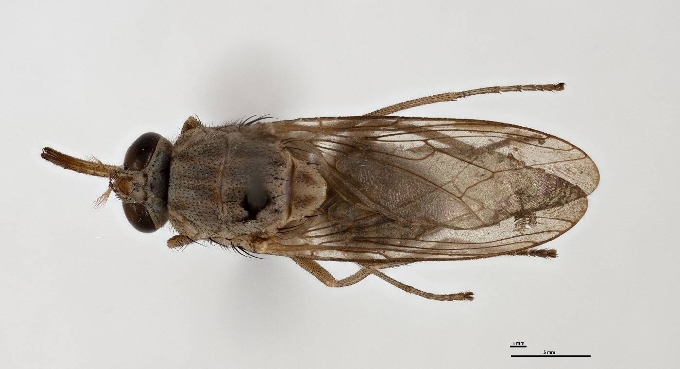 Glossina tachinoides image