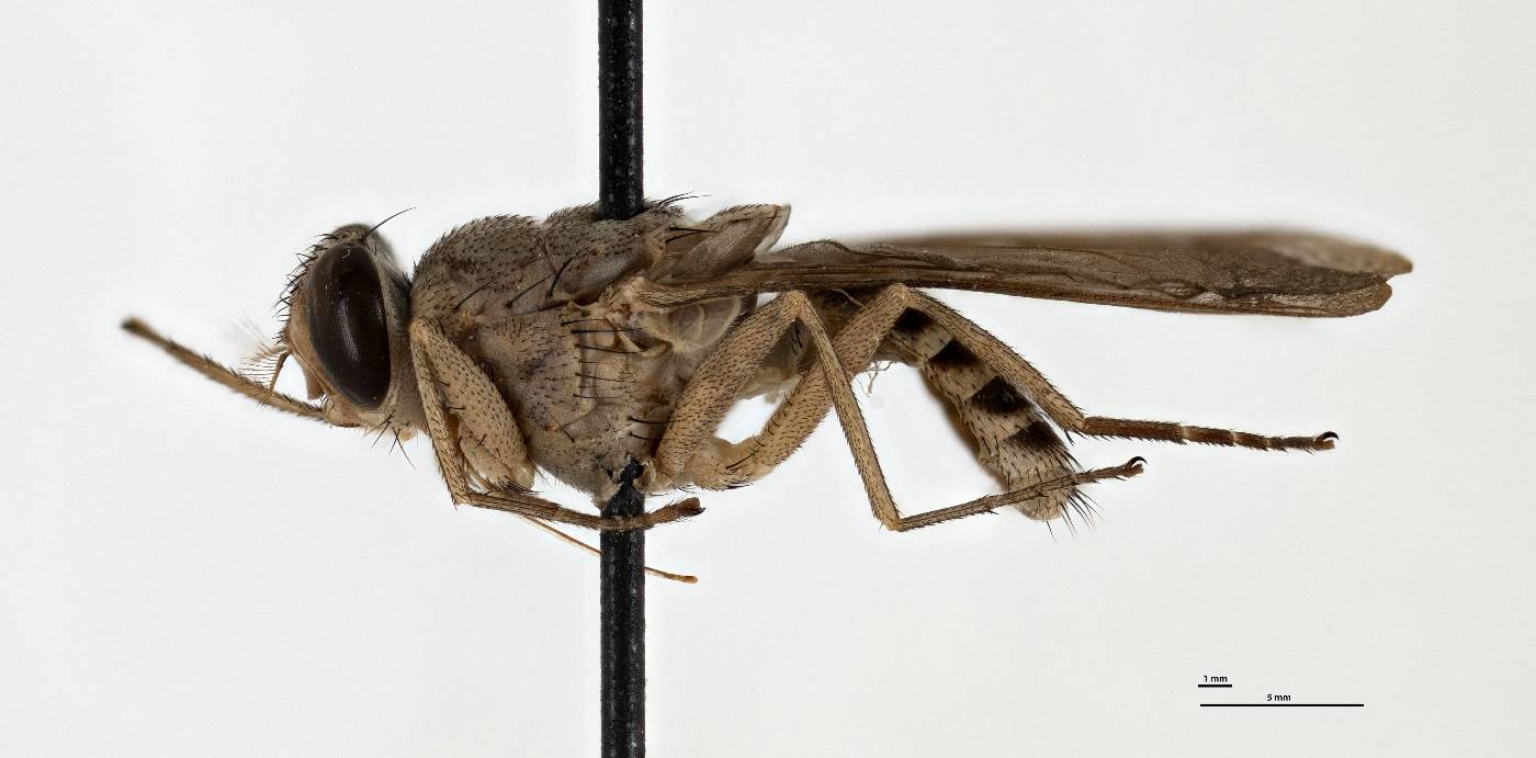Glossina tachinoides image