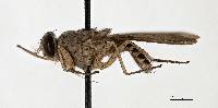 Glossina tachinoides image