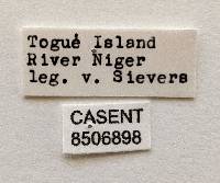 Glossina tachinoides image