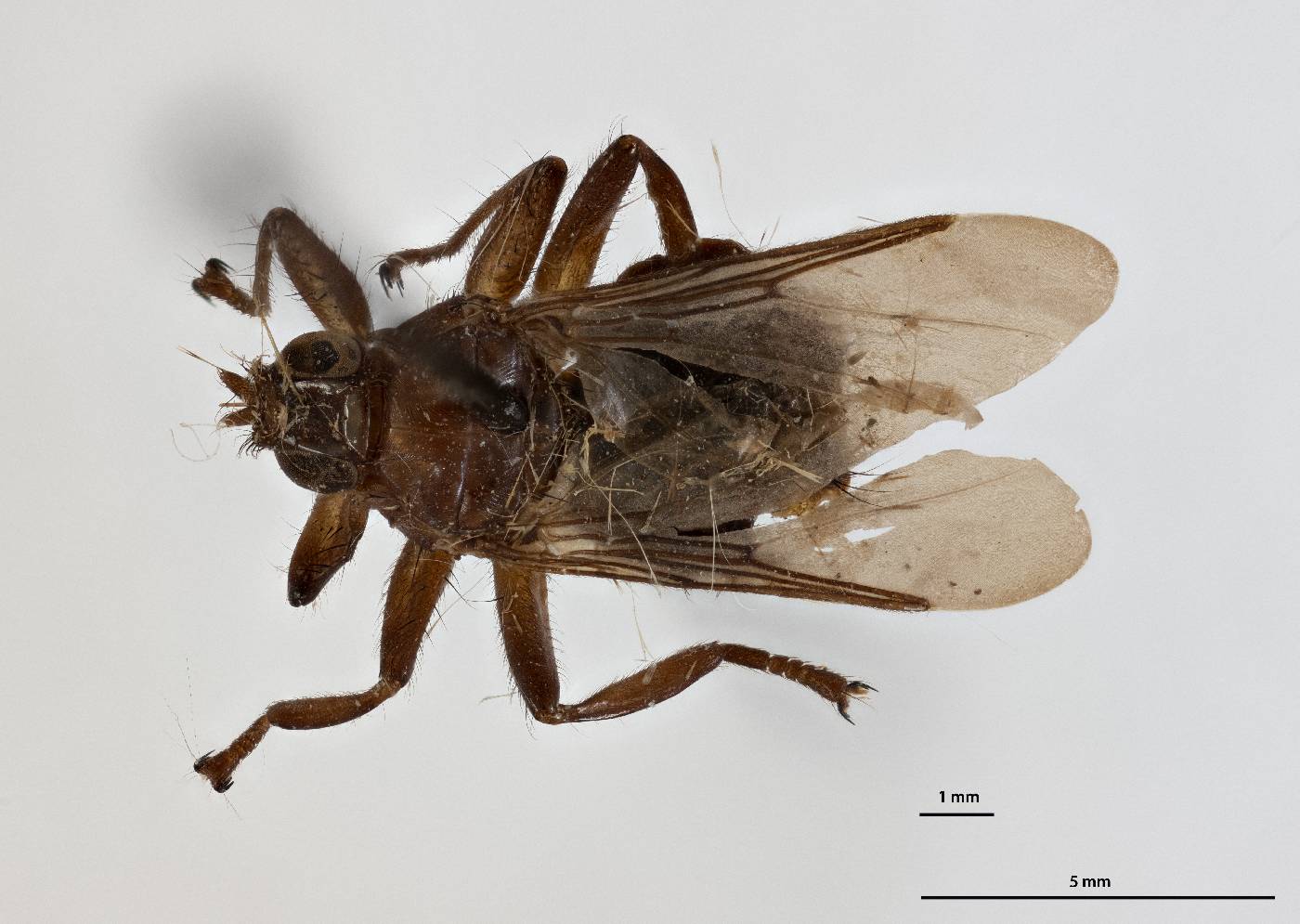 Icosta americana image