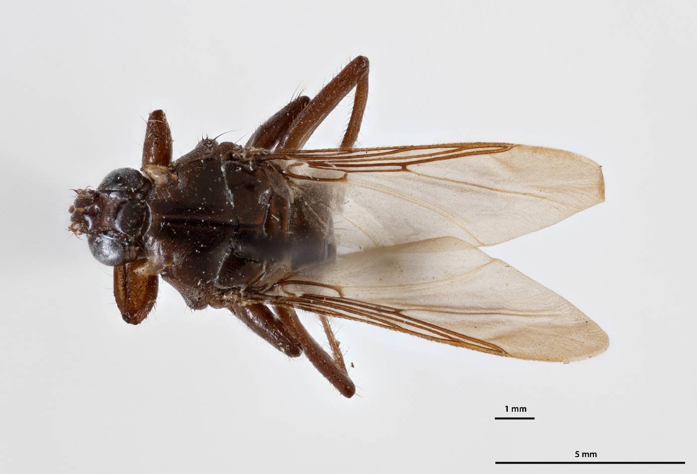Olfersia aenescens image