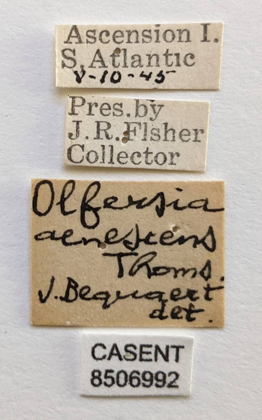 Olfersia aenescens image