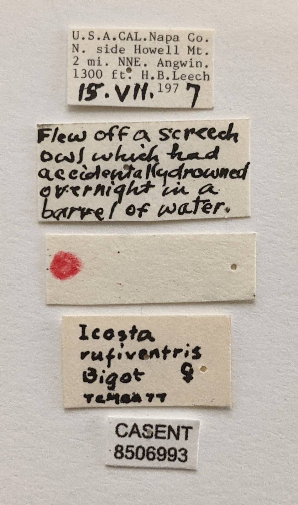 Icosta rufiventris image