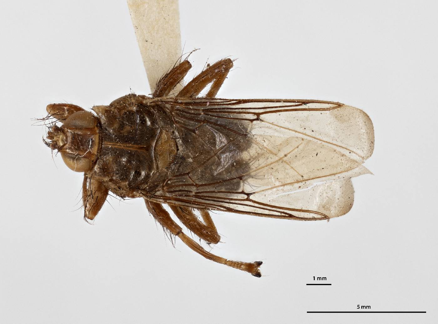 Ornithomya avicularia image
