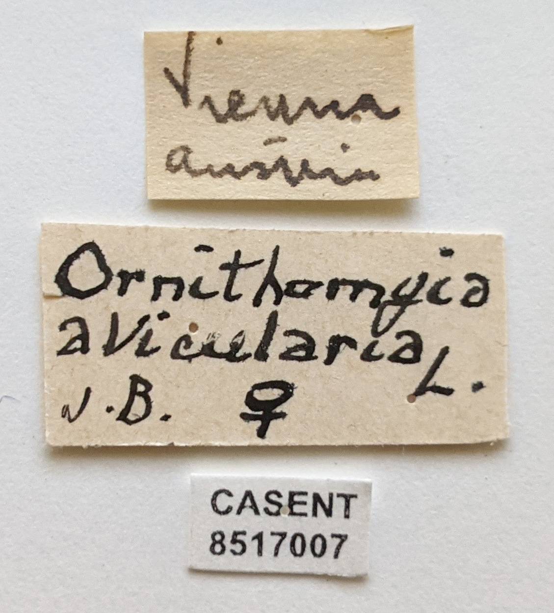 Ornithomya avicularia image