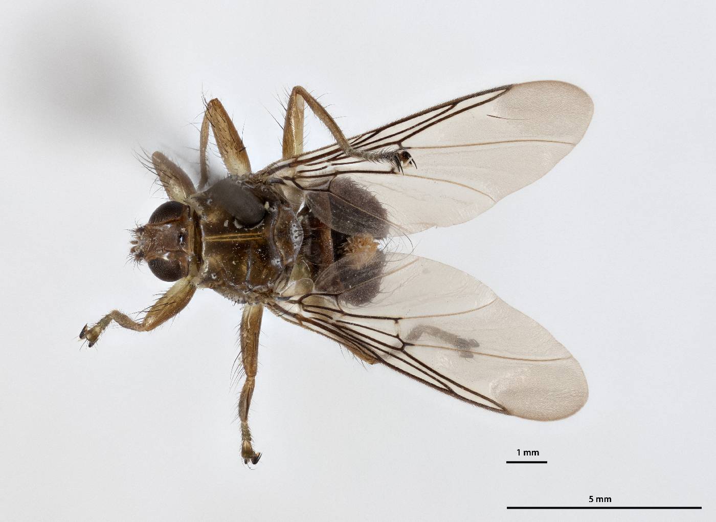 Ornithomya bequaerti image