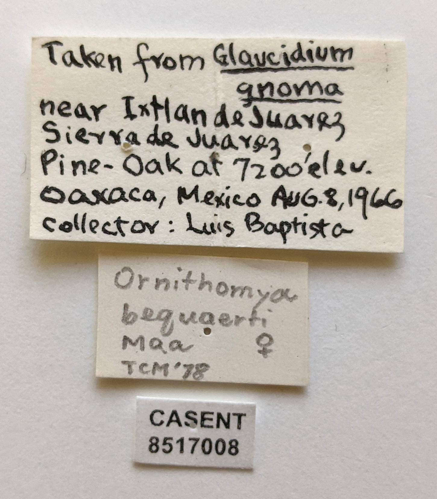 Ornithomya bequaerti image