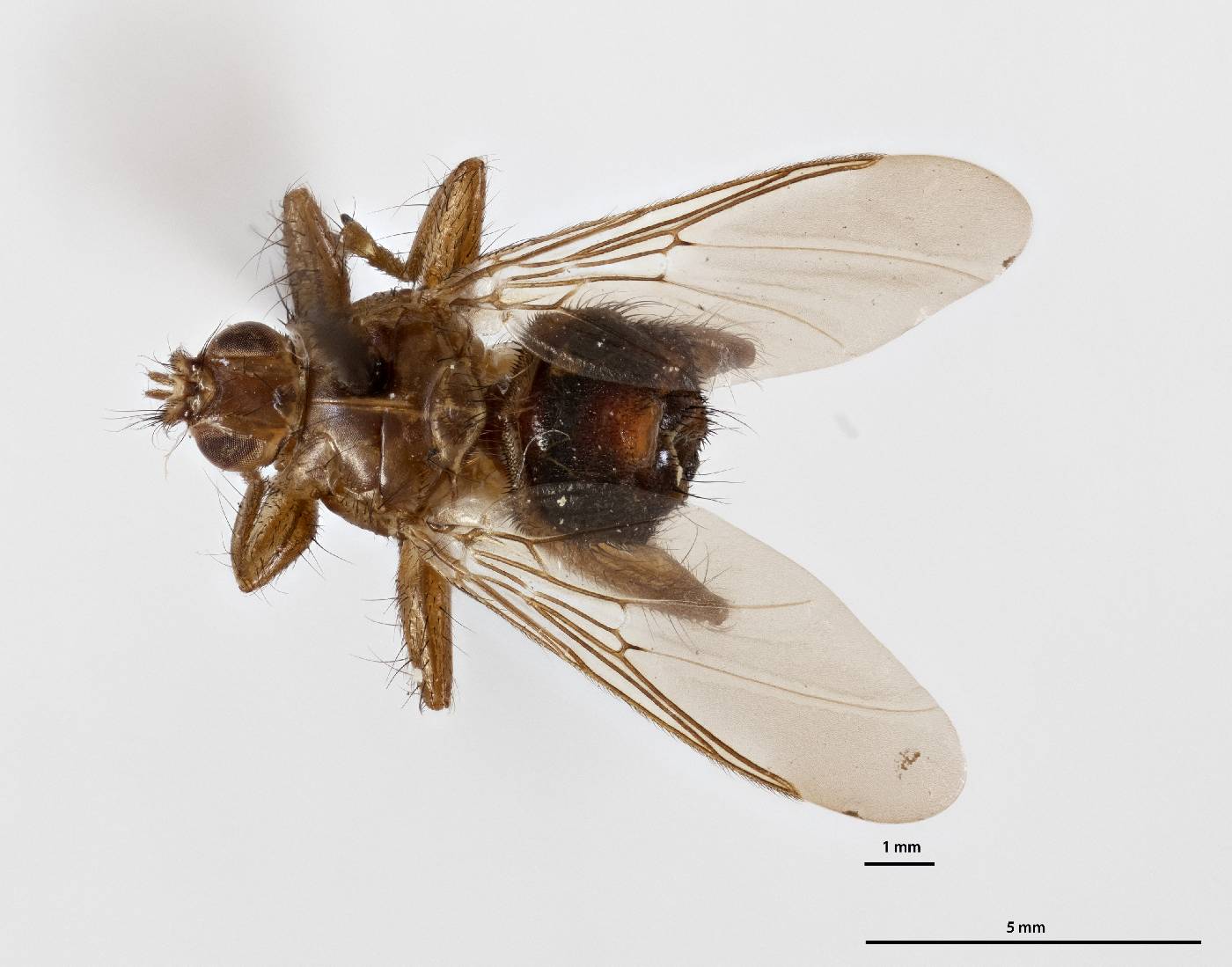 Ornithomya biloba image