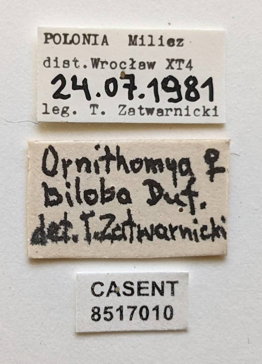 Ornithomya biloba image