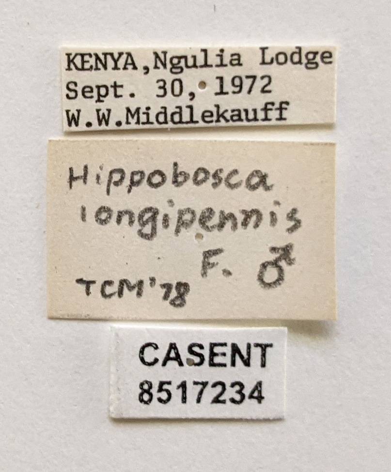 Hippobosca longipennis image