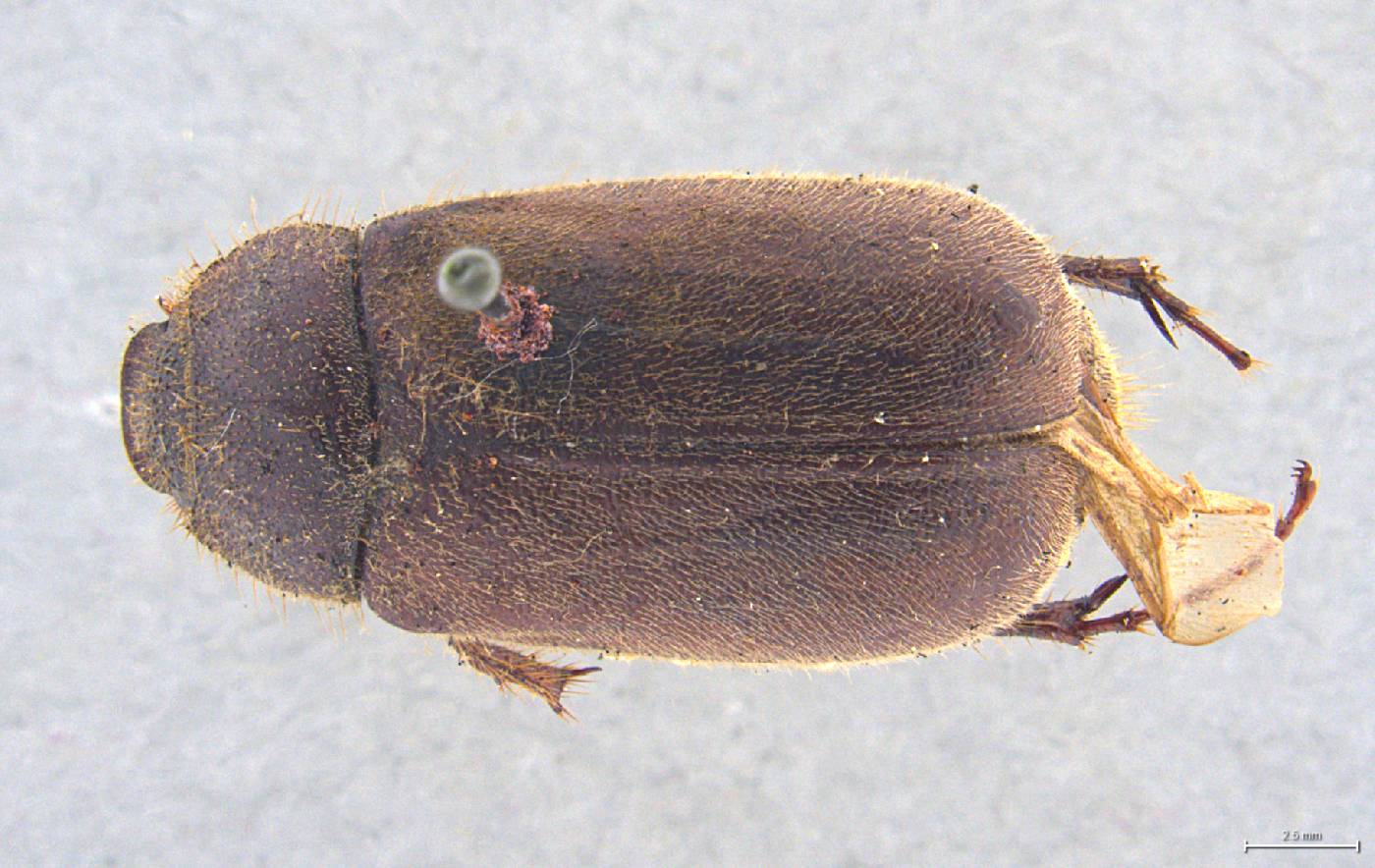 Phyllophaga cristobala image