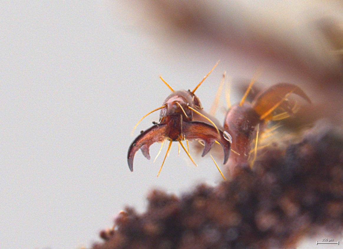 Phyllophaga cristobala image