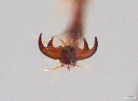 Phyllophaga cristobala image