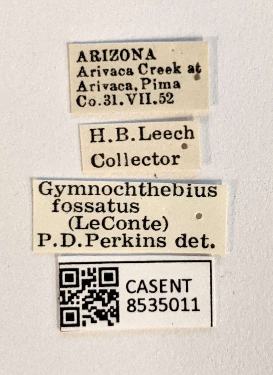 Gymnochthebius fossatus image