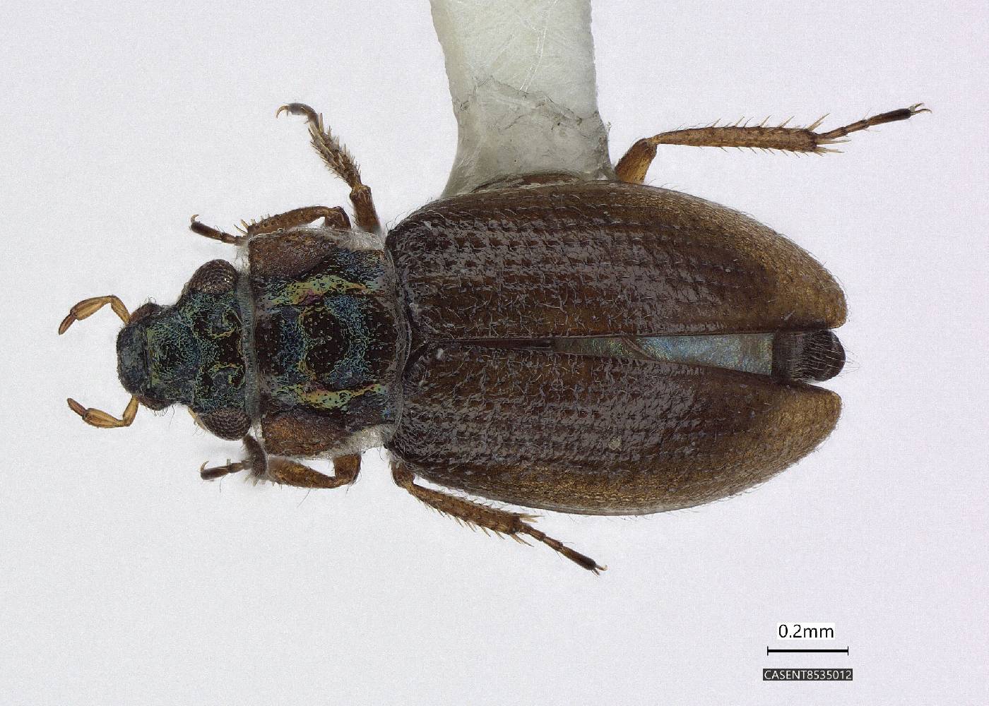 Ochthebius (Ochthebius) image