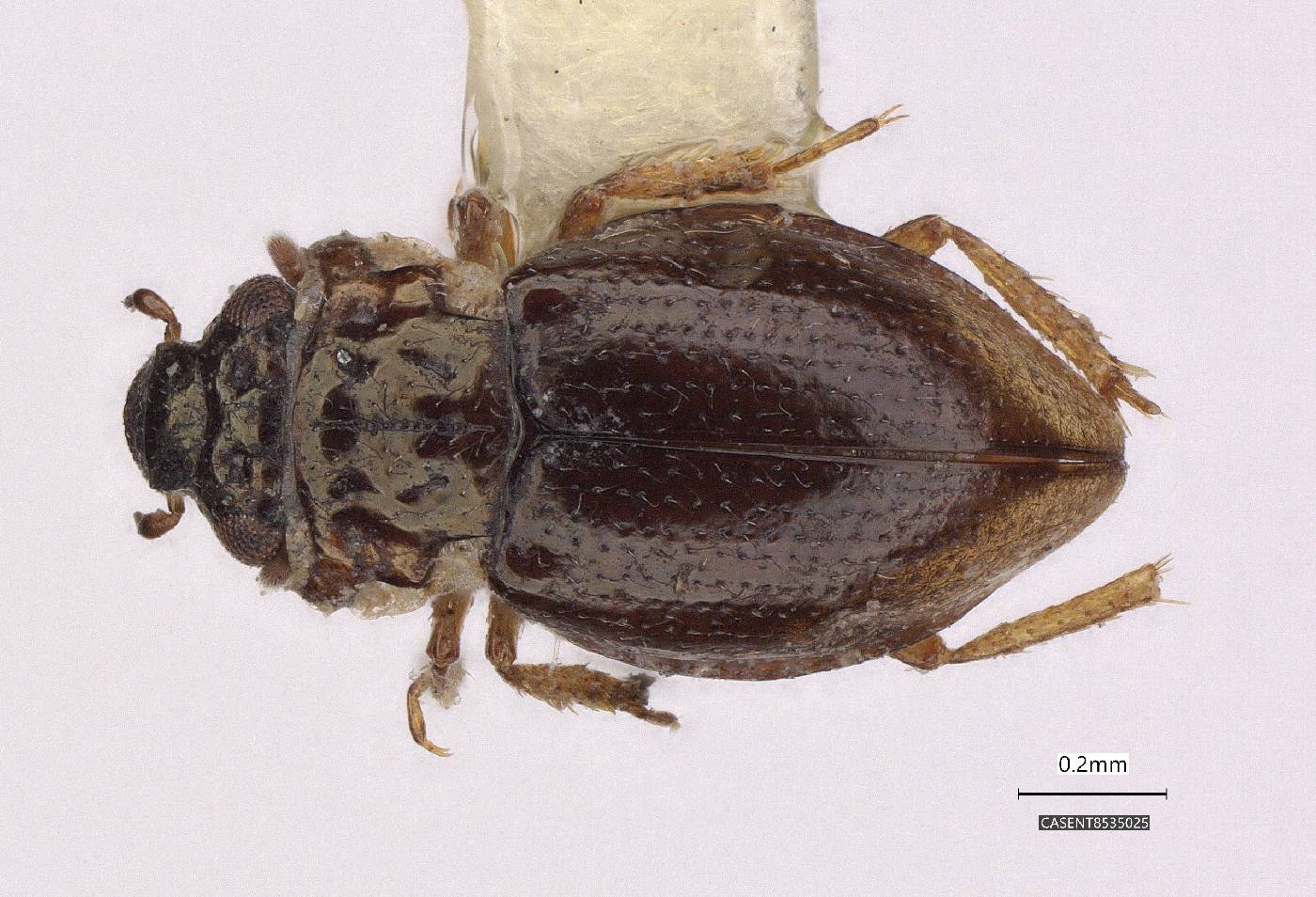 Gymnochthebius fossatus image