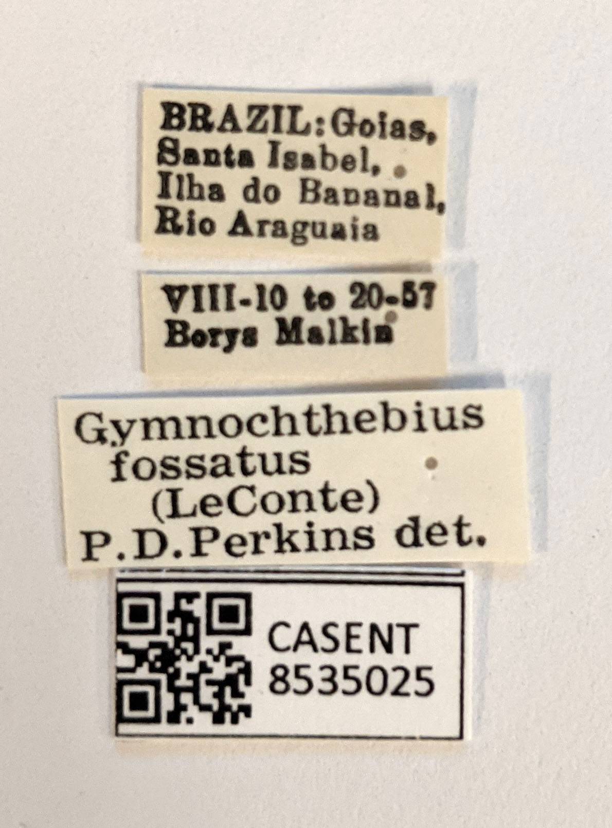 Gymnochthebius fossatus image