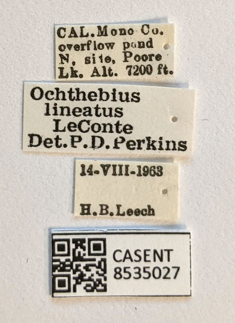 Ochthebius lineatus image