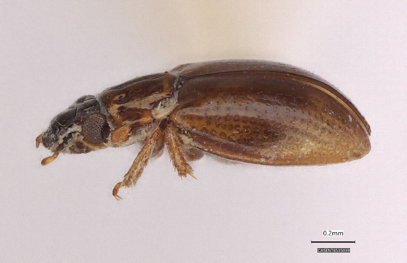 Gymnochthebius laevipennis image