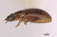 Gymnochthebius laevipennis image