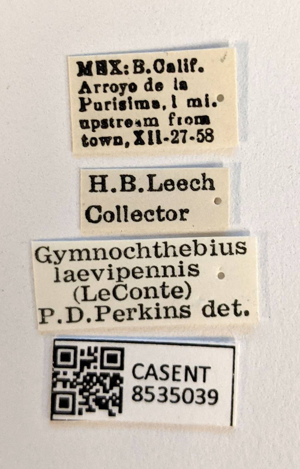 Gymnochthebius laevipennis image