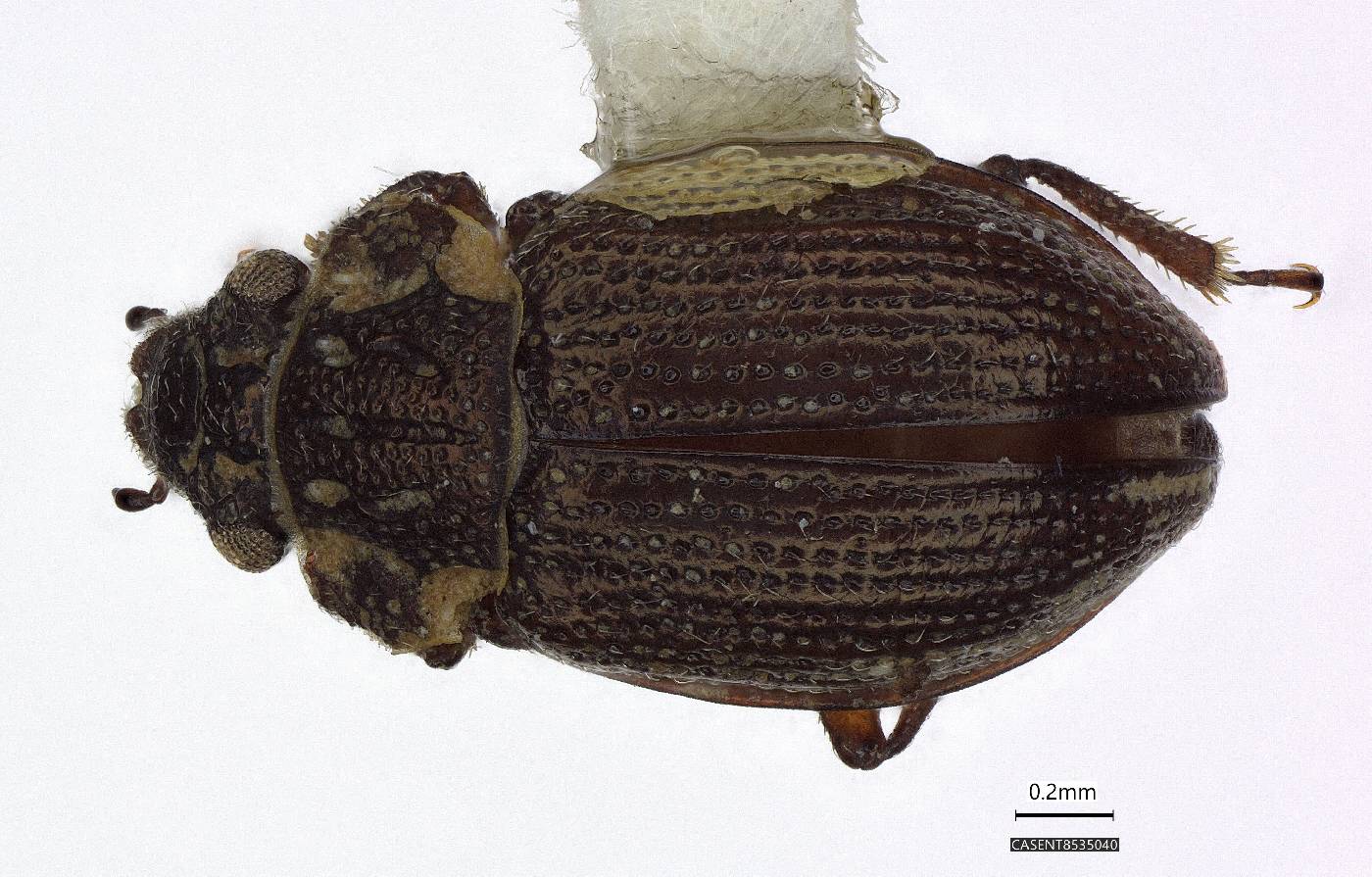 Ochthebius puncticollis image