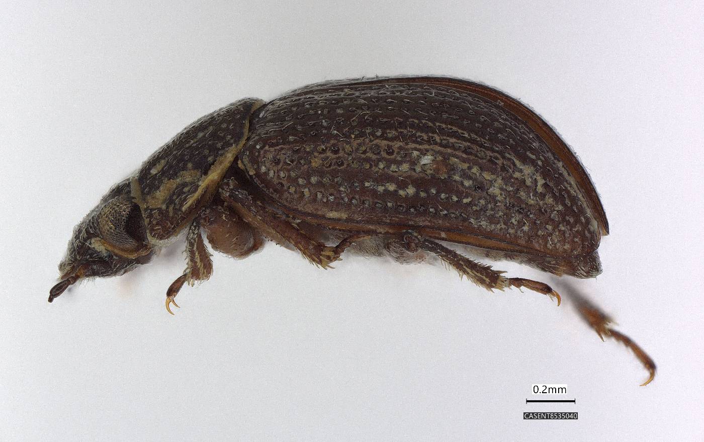 Ochthebius puncticollis image